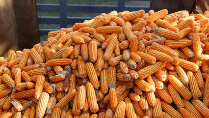 true picture,Large quantities of corn ready to be shipped into silos,corn on the cob,dried corn ears