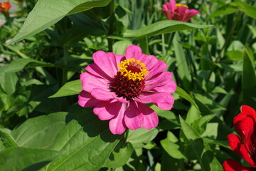 Semi double pink flower of Zinnia elegans in mid July