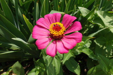 Vibrant pink flower of single Zinnia elegans in July