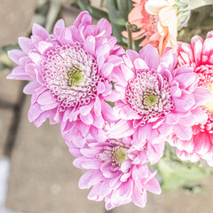 Beautiful chrysanthemum flowers close up. Floral background of autumn pink chrysanthemum. Pink chrysanthemum flowers in the garden.