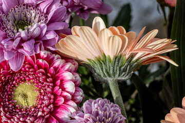 orange gerbera petals photographed from behind of a birthday bouquet, floral background