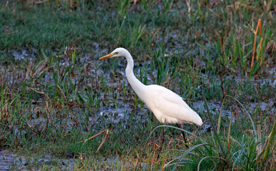 Cattle egrets following the cows in Keoladeo National Park India