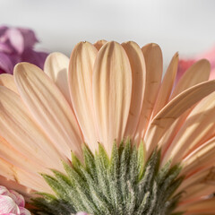Obraz premium orange gerbera petals photographed from behind of a birthday bouquet, floral background