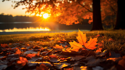 Naklejka na ściany i meble Autumn leaves on the ground with greenery and sunset
