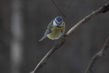 Blue tit