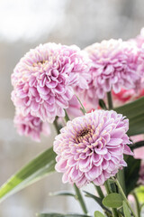 A close up photo of a bunch of dark pink chrysanthemum flowers. Chrysanthemum pattern in flowers park. Cluster of pink purple chrysanthemum flowers.