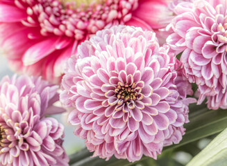 A close up photo of a bunch of dark pink chrysanthemum flowers. Chrysanthemum pattern in flowers park. Cluster of pink purple chrysanthemum flowers.