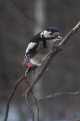 Obraz na płótnie Canvas great spotted woodpecker