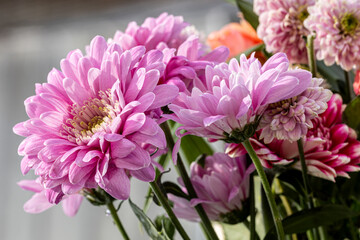 Fototapeta premium Beautiful chrysanthemum flowers close up. Floral background of autumn pink chrysanthemum. Pink chrysanthemum flowers in the garden.