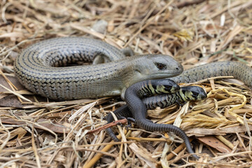 Fototapeta premium Australian Mainland She-Oak Skink with young