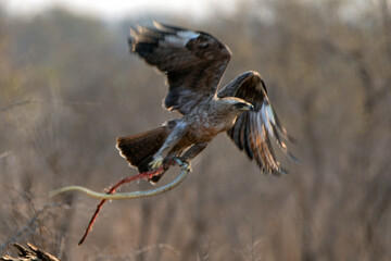 Snake eagle [circaetus gallicus] flying with snake in Krueger National Park South Africa RSA