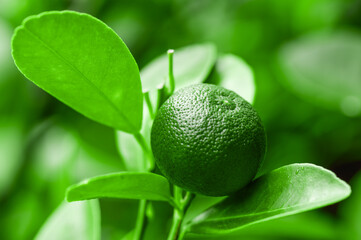 Lime hanging on branch tree with green leaves. Close-up view of green lime fruit on green branches...