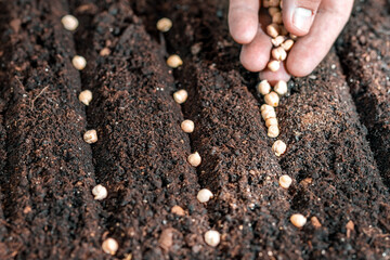 Planting farmer hand sowing seeds. Agriculture, planting vegetables in seedbed.