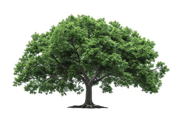 A large, green oak tree isolated on a white background in a forest during summer