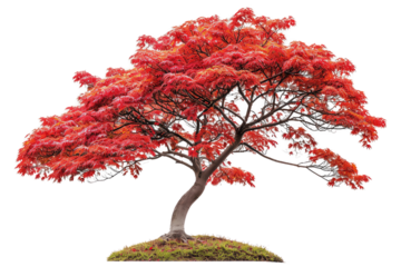 trasnparent background with isolated red oak tree, featuring autumn leaves and branches