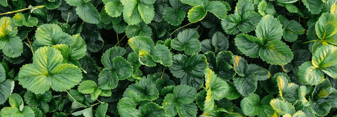 Background of strawberry leaves. Plants bushes with mustache top view close-up. Berry cultivation. Home gardening. Green healthy garden. Natural texture. Abstract pattern. Banner. High quality