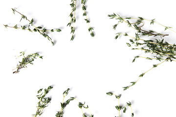 Grass thyme. Italian spices on a white background. Food concept