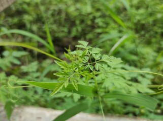 Wild Welpenela green plant, a herbal plant that is beneficial for health