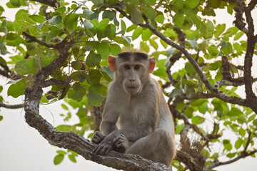 monkey on tree