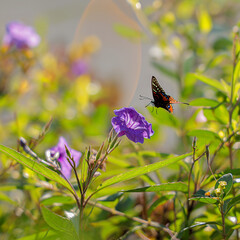 butterfly on a flower