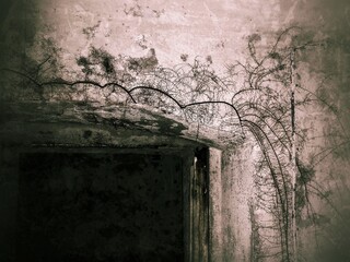Grungy shot of roots growing on basement walls - 712235214