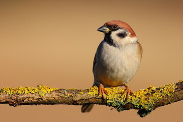 Tree sparrow bird feeder