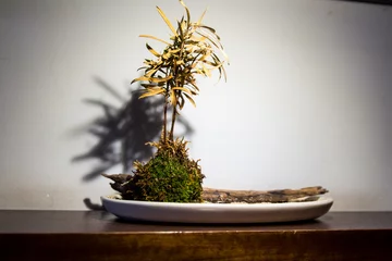Fotobehang Bonsai trees are placed on a wooden table © Ta