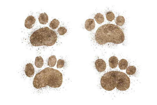 little dog footprints walking  isolated transparency background.