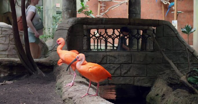 In zoo birds of South America majestic Scarlet Ibises showcase biodiversity. Birds of South America their bright red feathers spectacle Birds of South America symbols of natural beauty.