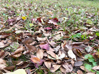 落ち葉のクローズアップ