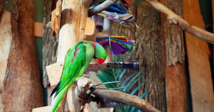 Alexandrine Parakeet exotic green bird in close-up perches on branch Alexandrine Parakeet's plumage is display of nature's splendor. Alexandrine Parakeet symbol of avian beauty and diversity.