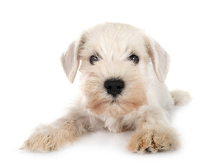 miniature schnauzer in studio