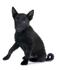 young Schipperke in studio
