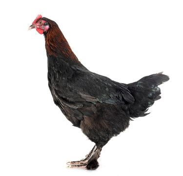 marans chicken in studio