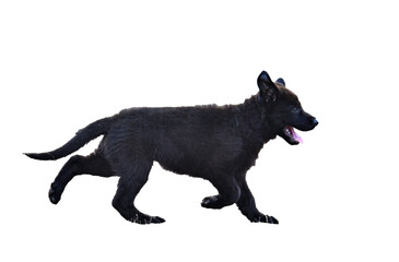 puppy black german shepherd in nature