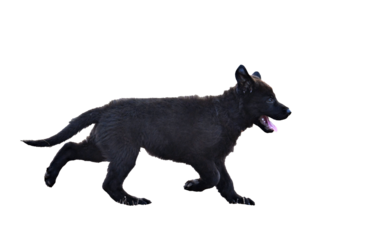 puppy black german shepherd in nature