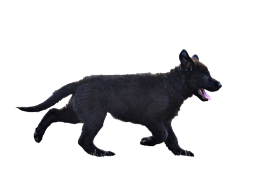 puppy black german shepherd in nature