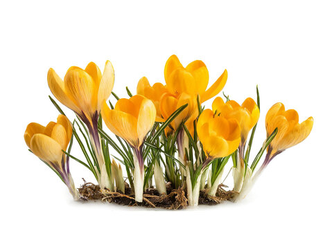 yellow crocus flowers on white background in the spring