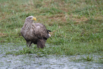white tailed eagle