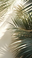palm leaf and shadows on a white background. ai generated
