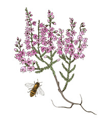 Blooming heather branch and bee