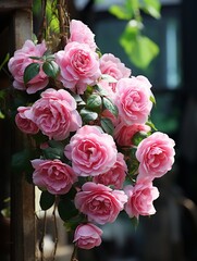 Red and white Rose flowers in front of a wall