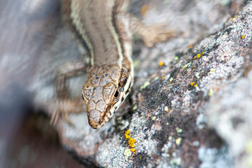 gros plan sur la tête d'un lézard