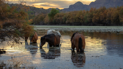 Small band of wild horses feeding on eel grass at sunset in the Salt River near Mesa Arizona United...