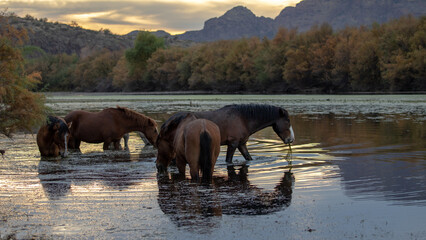 Sorrel liver chestnut wild horse stallion with his small band of mares at sunset in the Salt River...