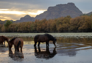 Obraz premium Dark bay sorrel chestnut wild horse stallion grazing on eel grass at sunset in the Salt River near Mesa Arizona United States