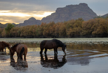Dark bay sorrel chestnut wild horse stallion grazing on eel grass at sunset in the Salt River near...