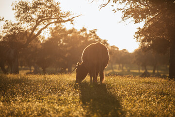 Brown cow pasturing in the middle of a beautiful meadow in the spanish dehesa, at sunset