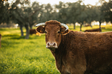 Brown cow pasturing free in a green meadow in the spanish dehesa - 712248211