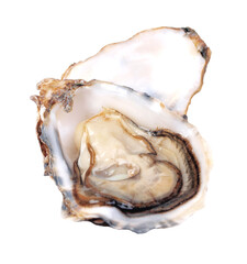 Oyster shell isolated on white